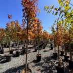 Brandywine Red Maple