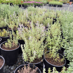 Catmint