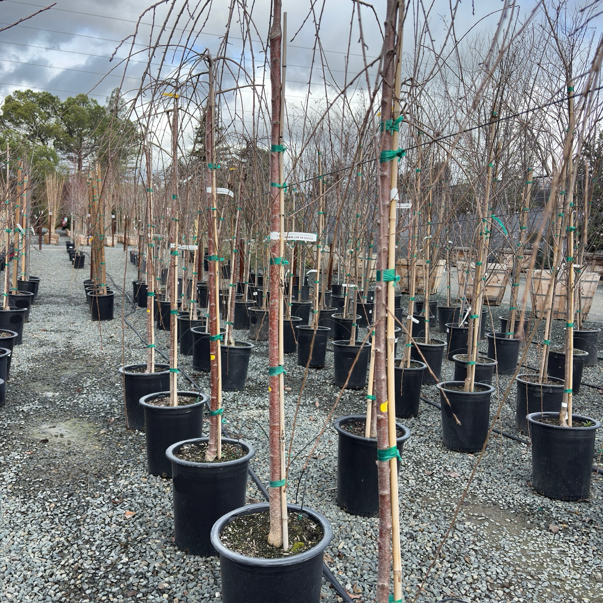 Double Weeping Cherry