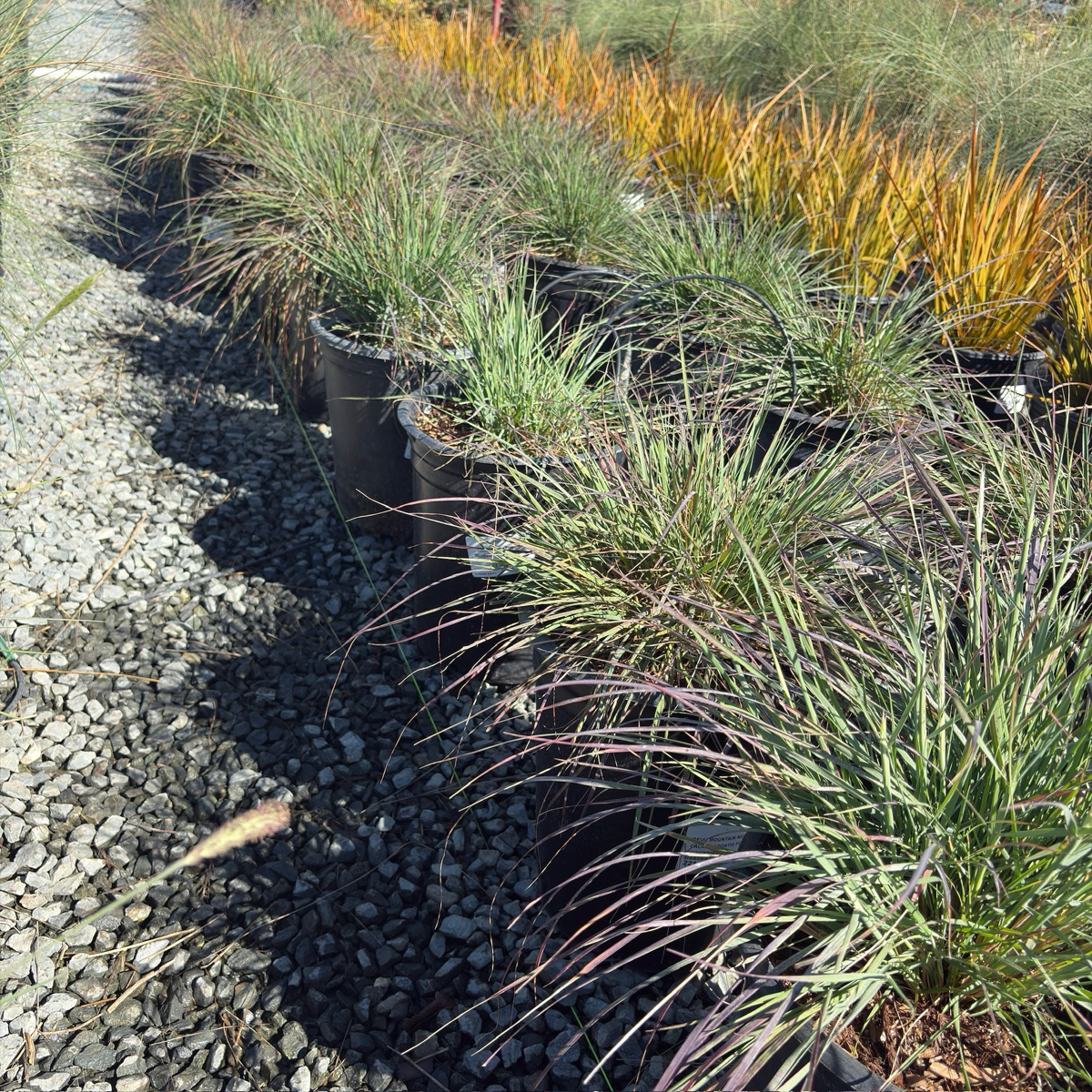Mendocino Reed Grass