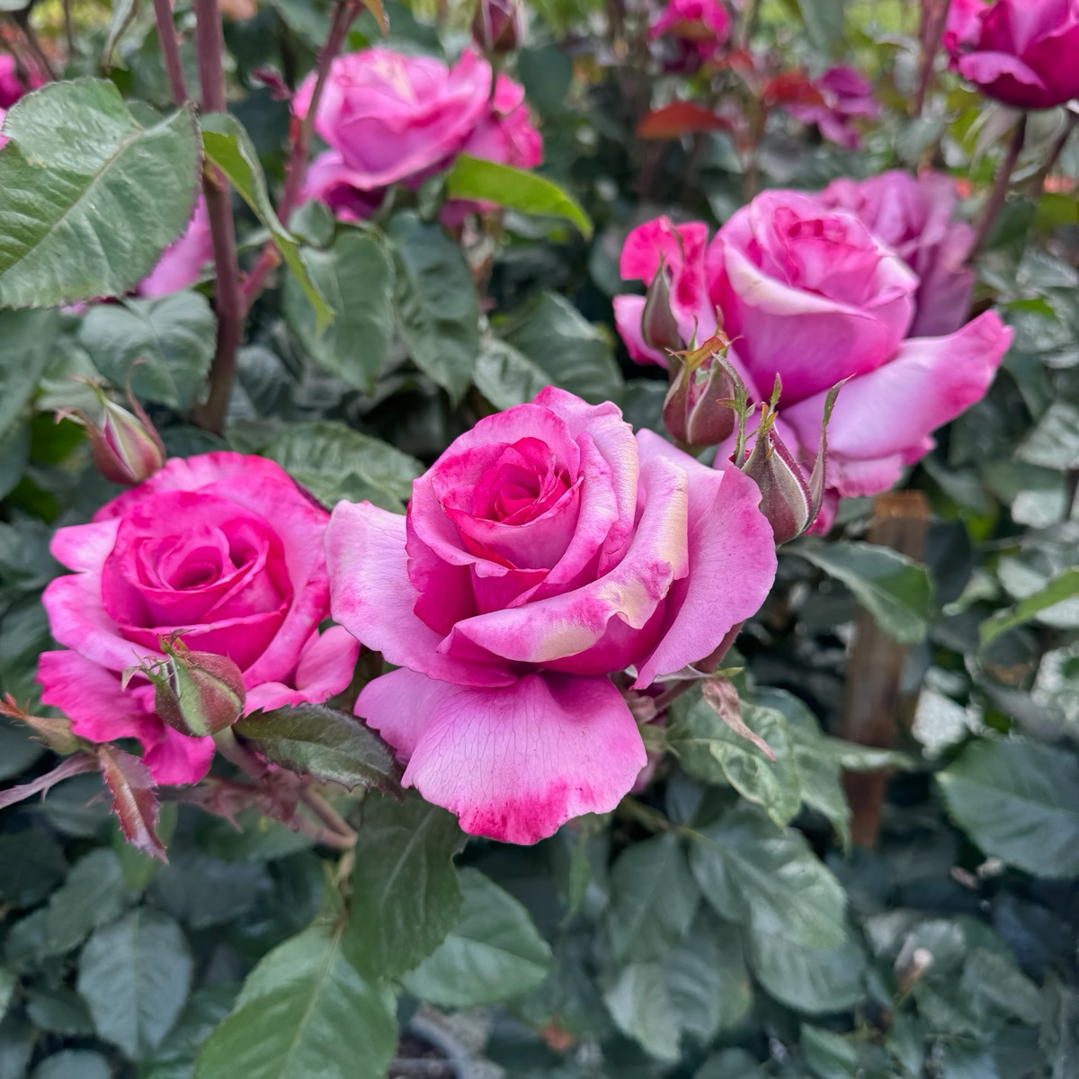 Barbra Streisand Rose