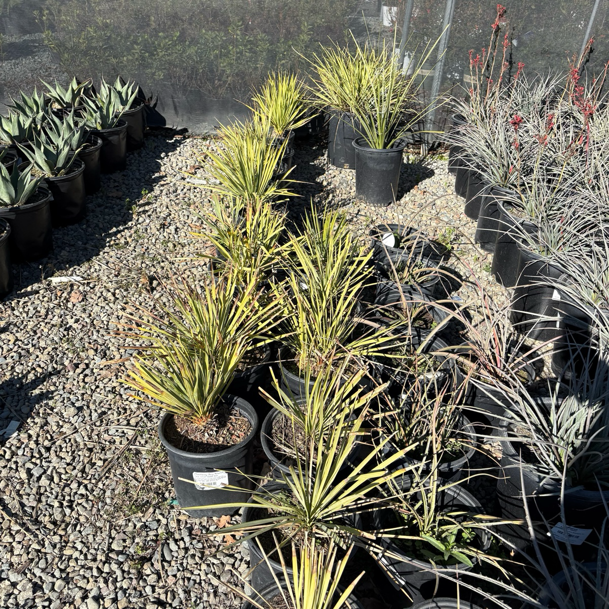 Sapphire Skies Beaked Yucca