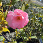 Taylor's Perfection Camellia