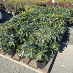 Horizon Monarch Rhododendron
