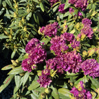 Polarnacht, Polar Night Rhododendron