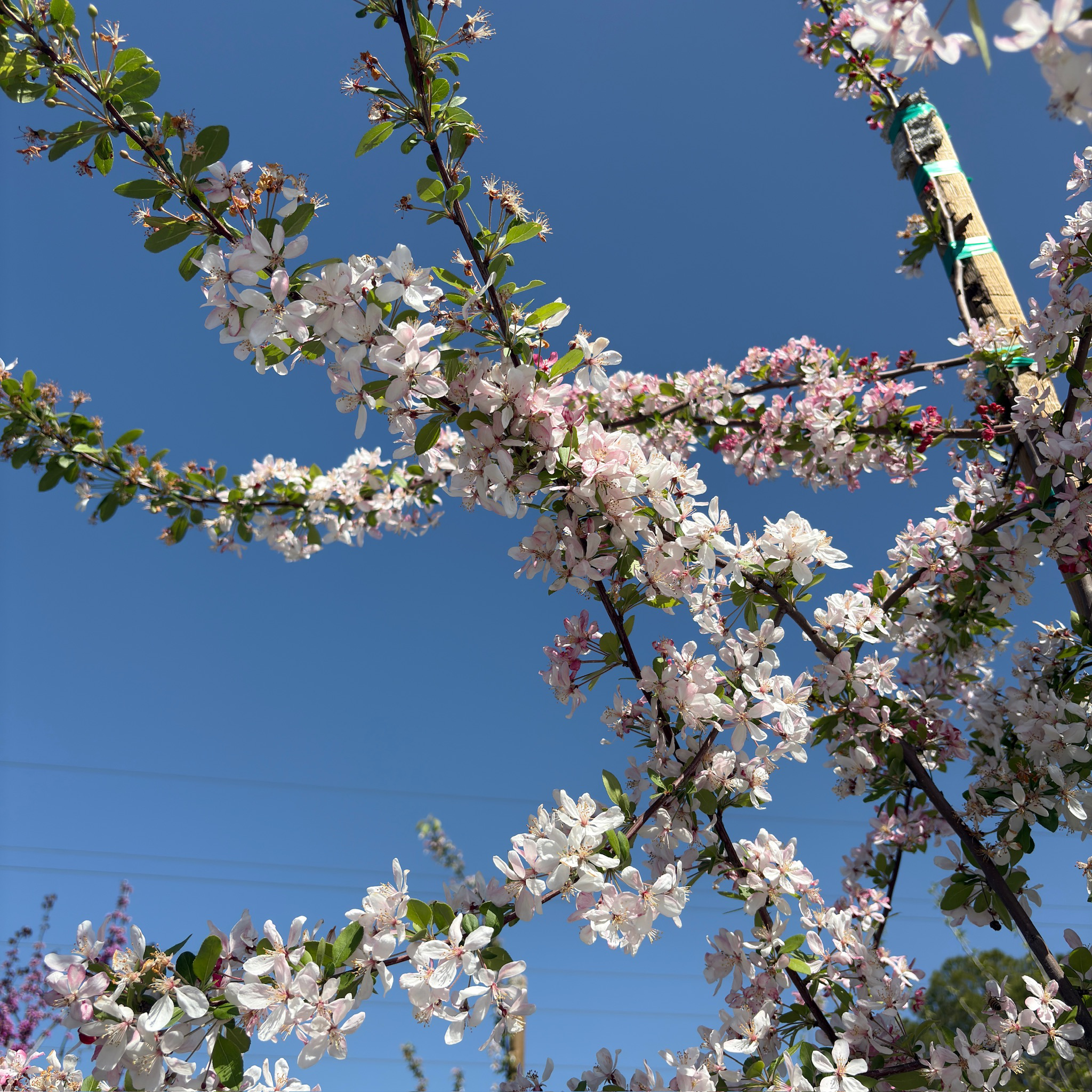 Floribunda Crabapple Tree | Profuse Pink White Blooms – Victory