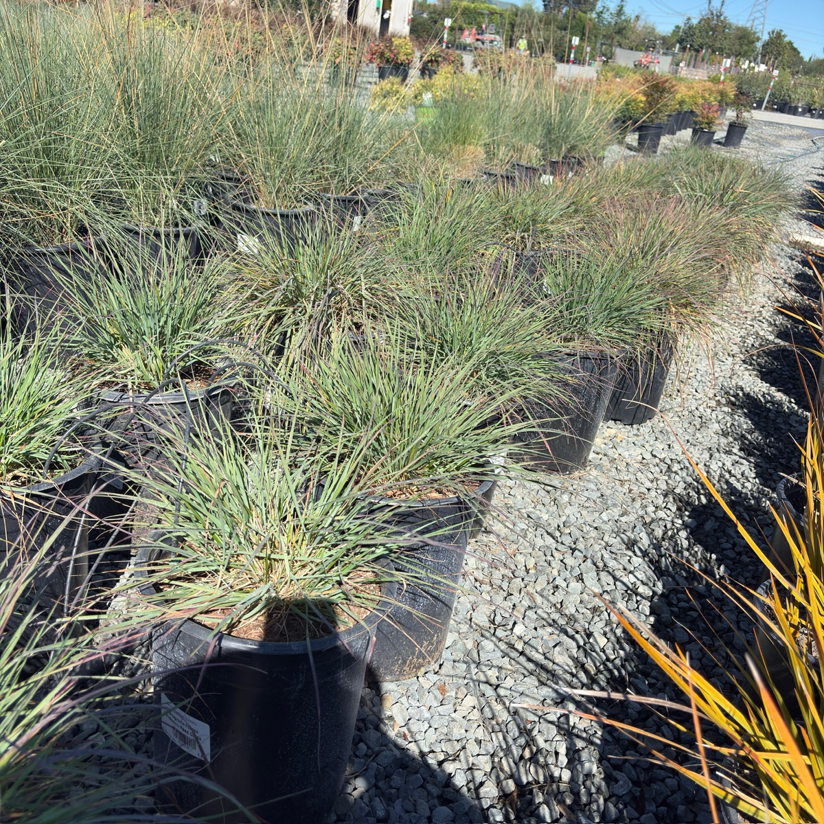 Mendocino Reed Grass
