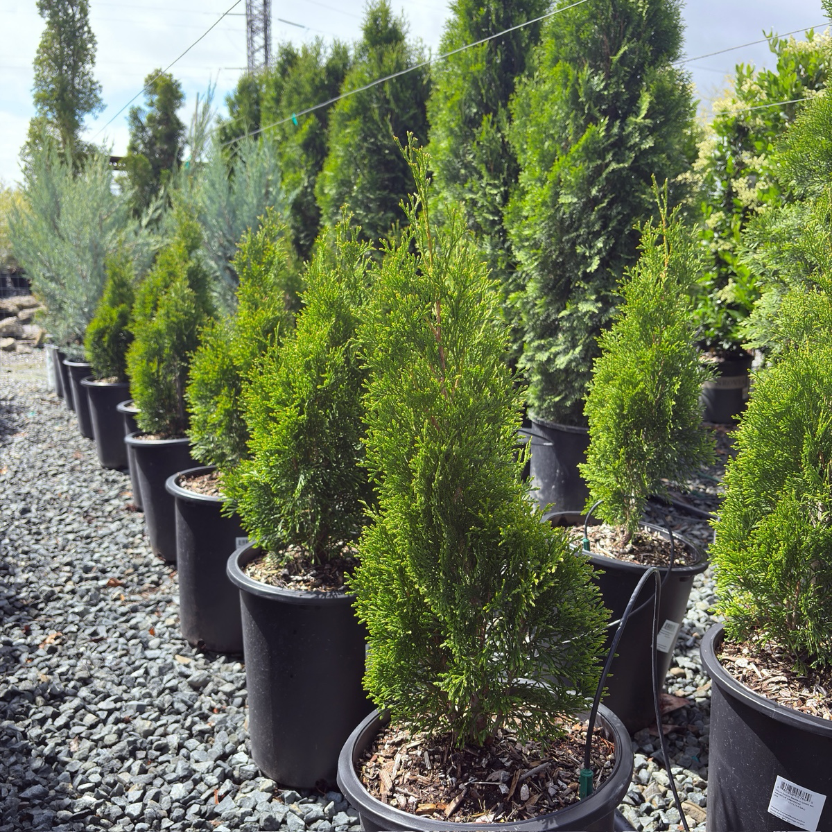 Emerald Green Arborvitae