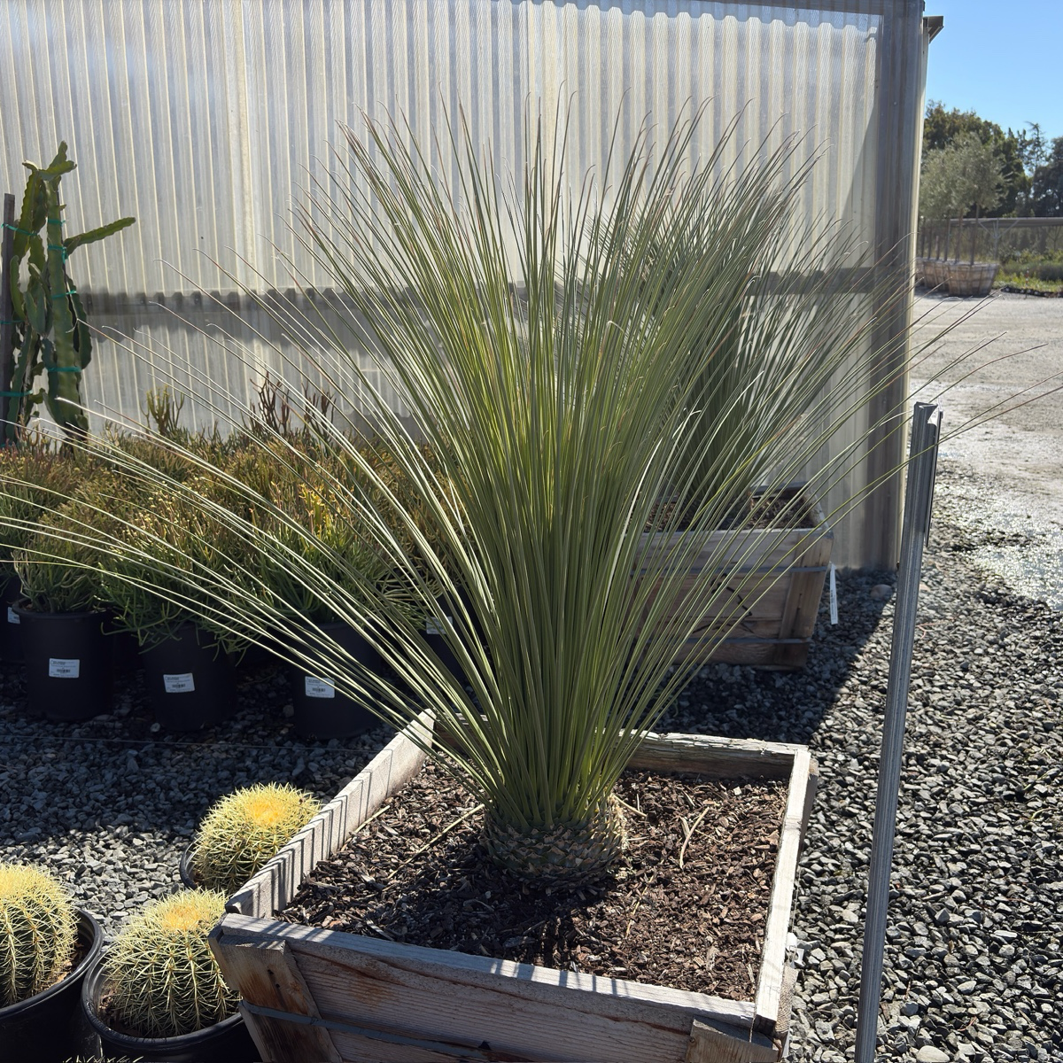 Mexican Grass Tree