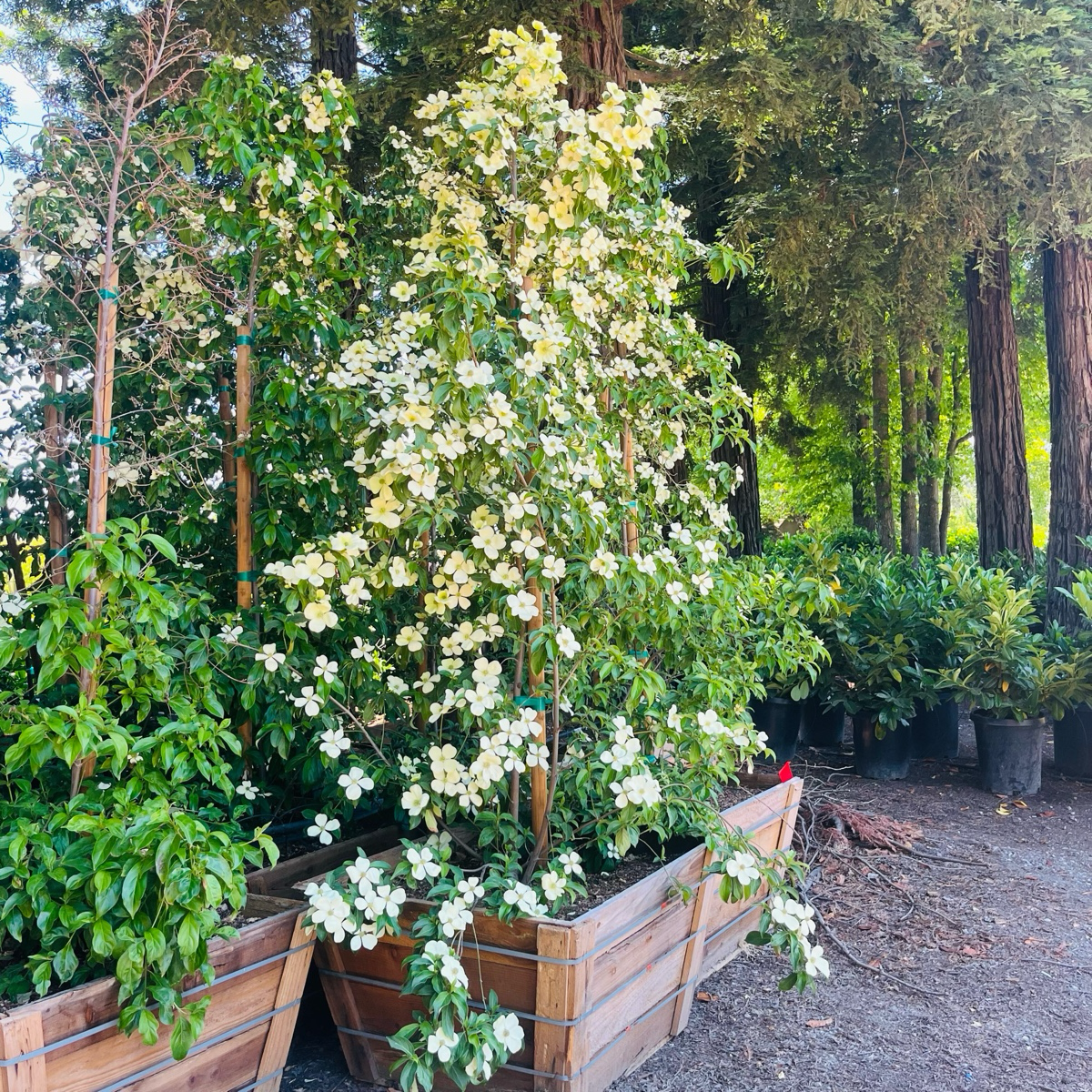 Mountain Moon Evergreen Dogwood