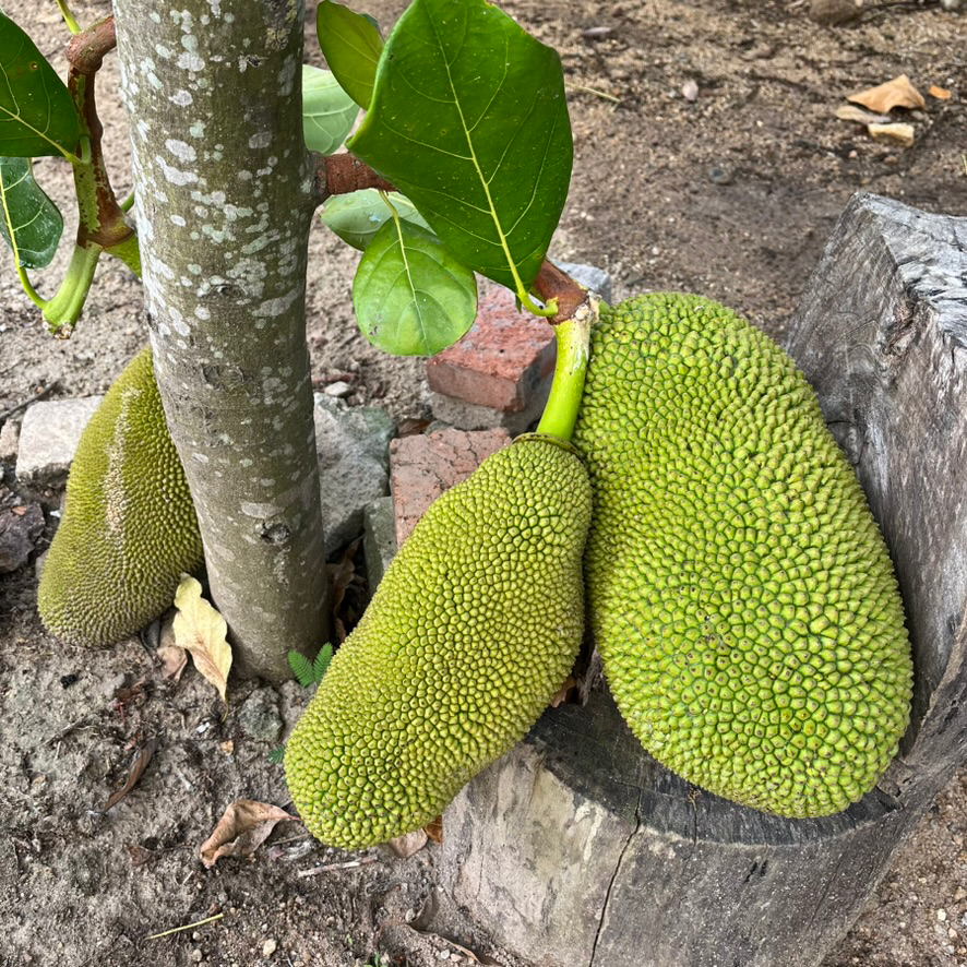 Jackfruit