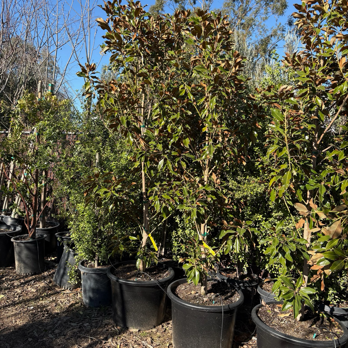 Kay Parris Southern magnolia
