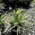 Aztec Grass Lily Turf