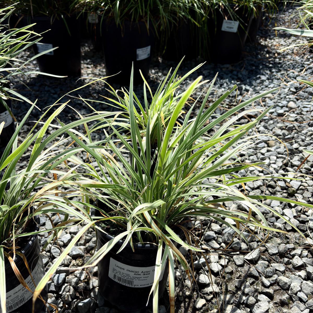 Aztec Grass Lily Turf