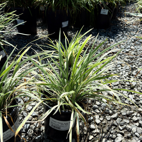 Aztec Grass Lily Turf