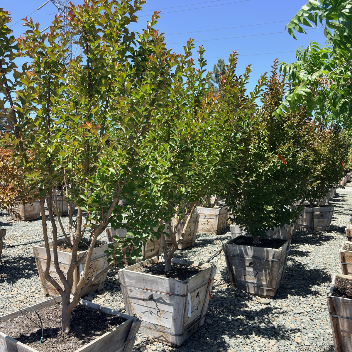 Tuscarora Crape Myrtle