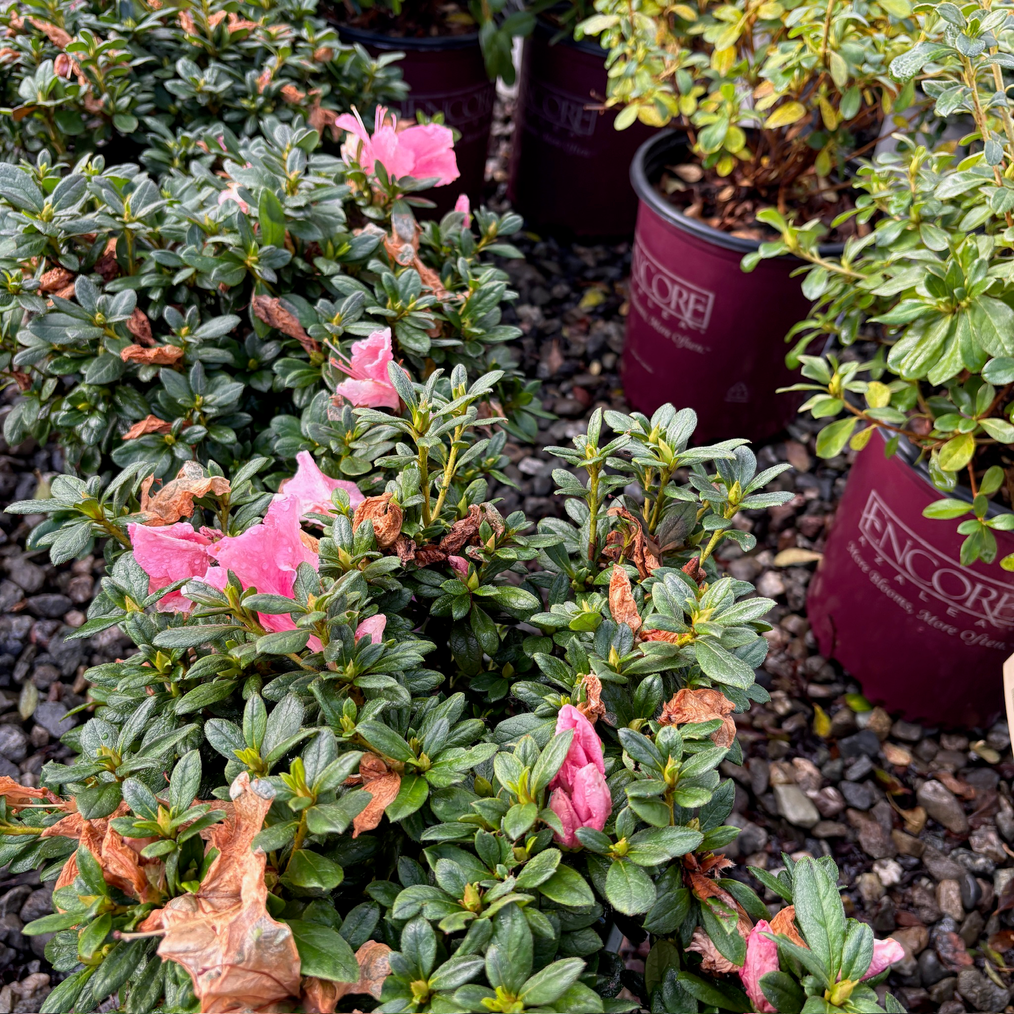 Double Shot Lavender Azalea
