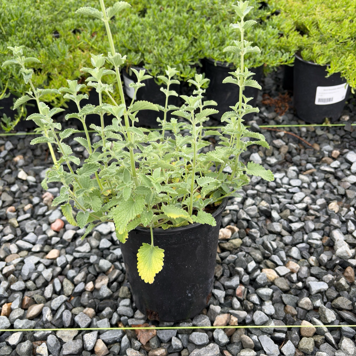 Six Hills Giant Catmint