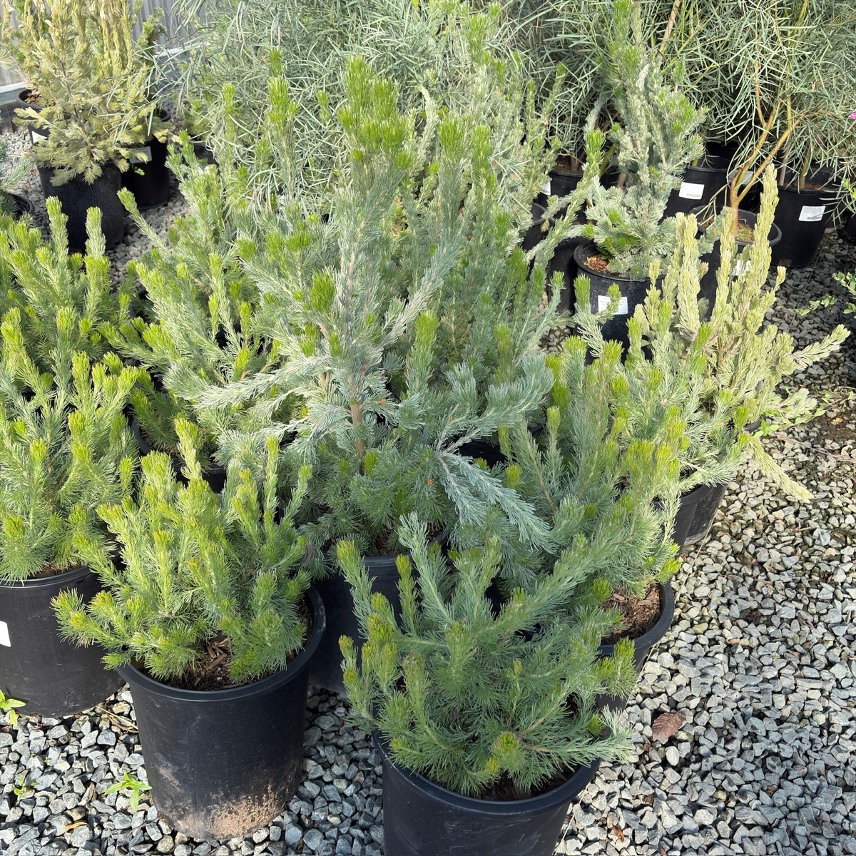 Coastal Woollybush