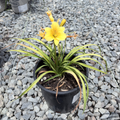 Little Miss Sunshine Daylily