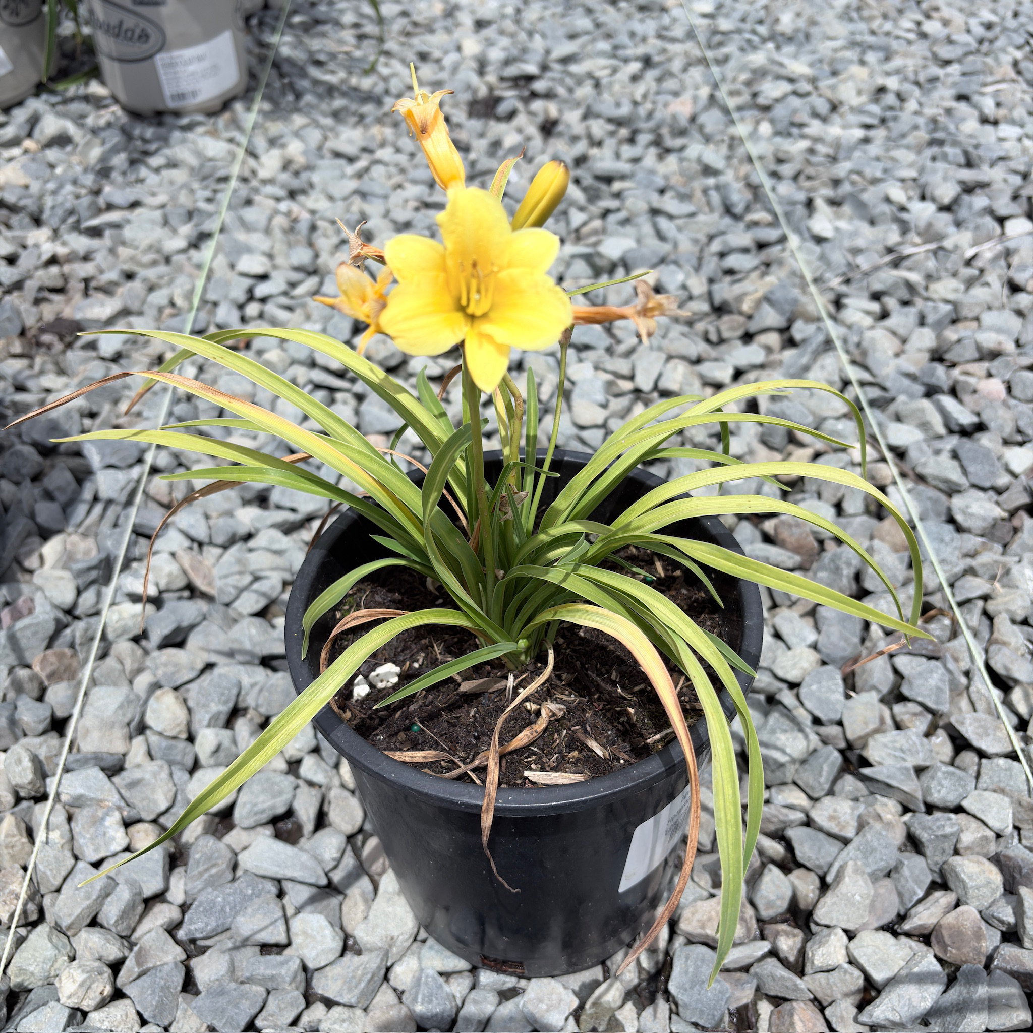Little Miss Sunshine Daylily