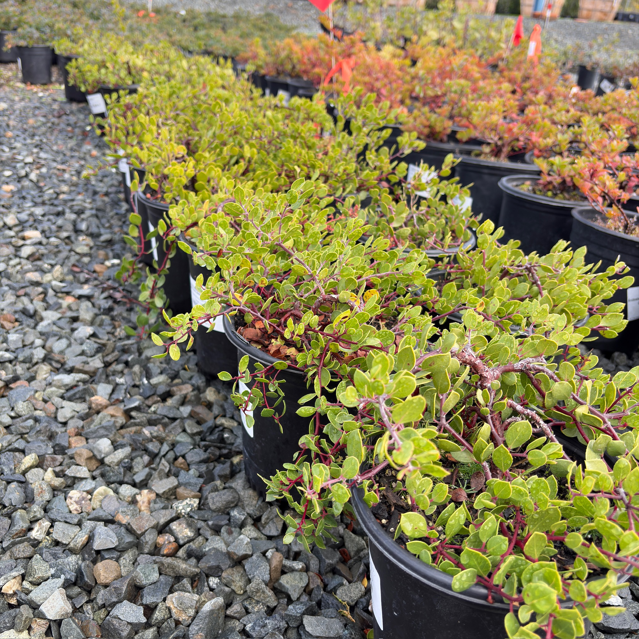 Monterey Carpet Manzanita