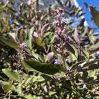 Arabian Lilac