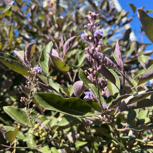Arabian Lilac