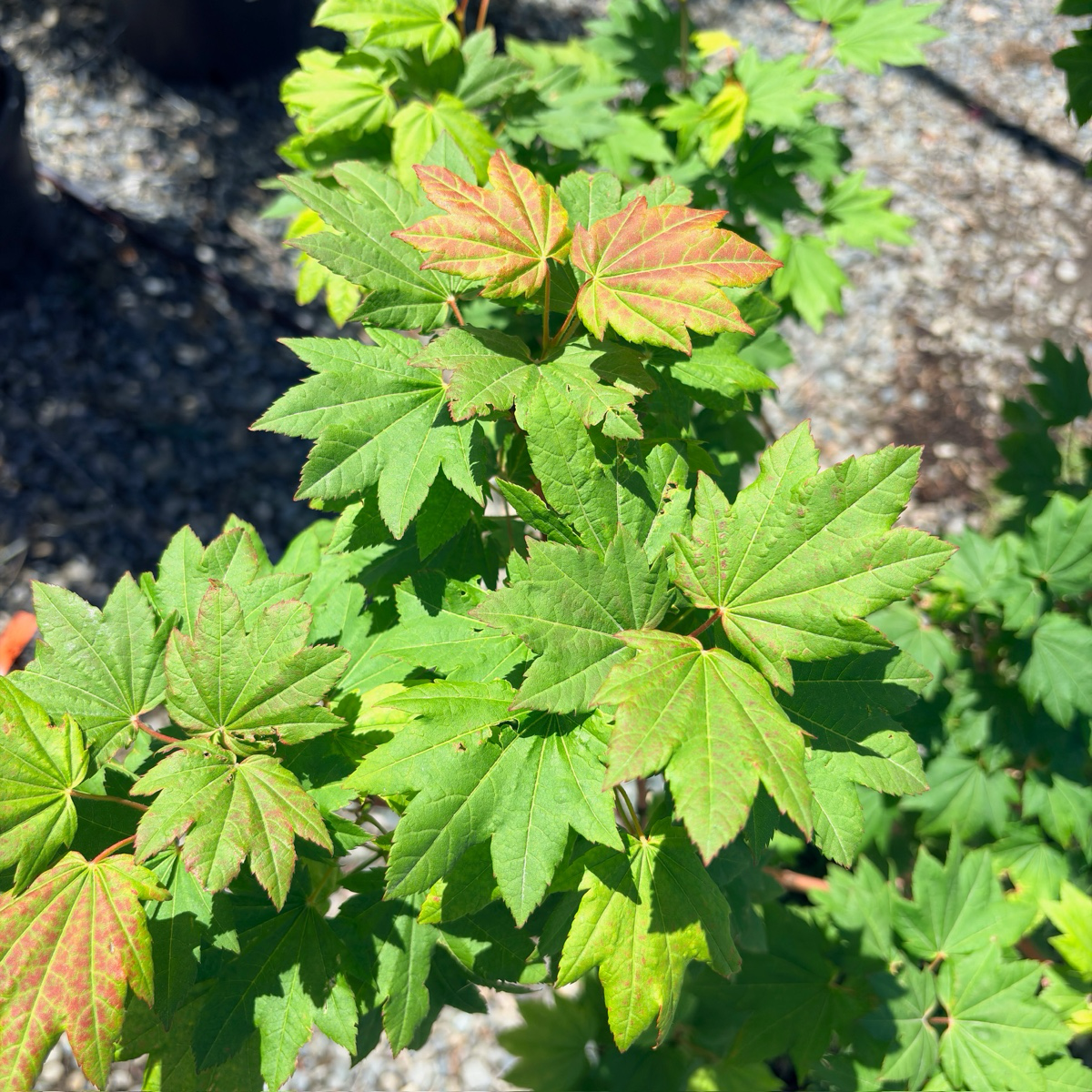 Pacific Fire Vine Maple