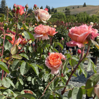 Carding Mill Austin Rose
