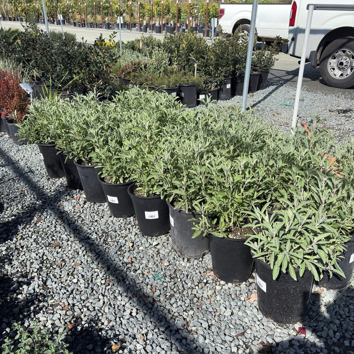 California White Sage