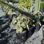 Elephant's ear kalanchoe