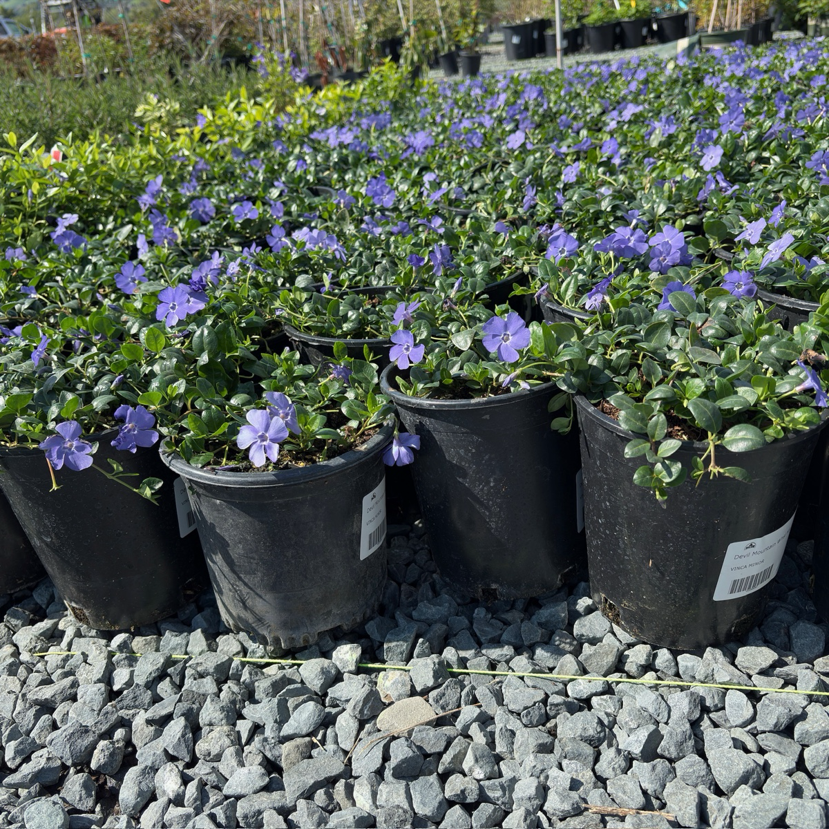 Big Leaf Periwinkle