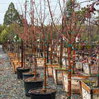 Robinson Flowering Crabapple