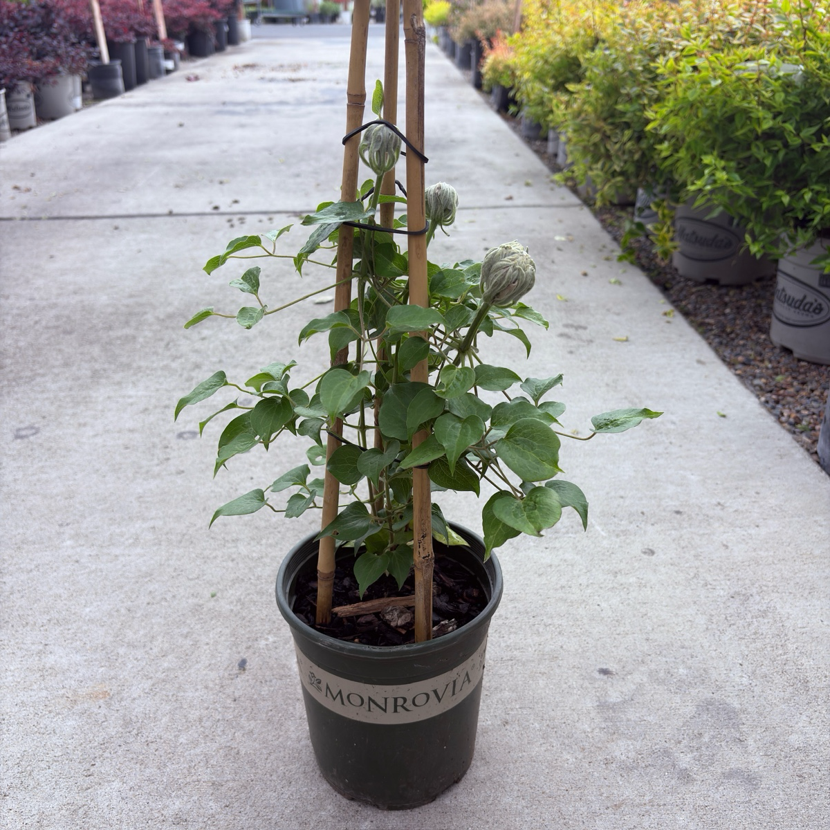 Jackman Clematis