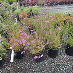 Tall Verbena