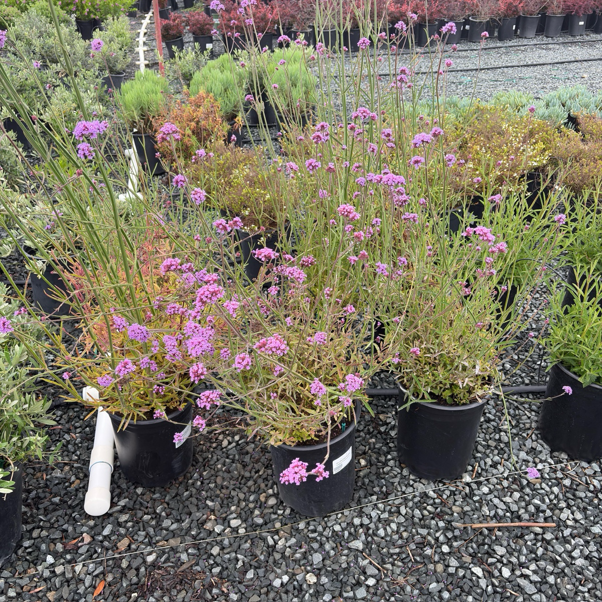 Tall Verbena