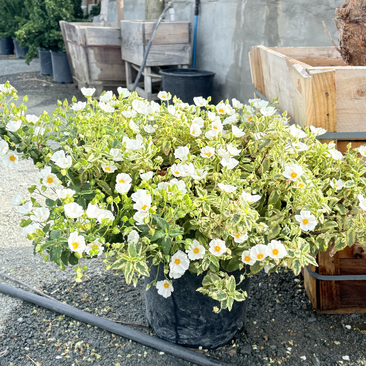 Little Miss Sunshine Rockrose