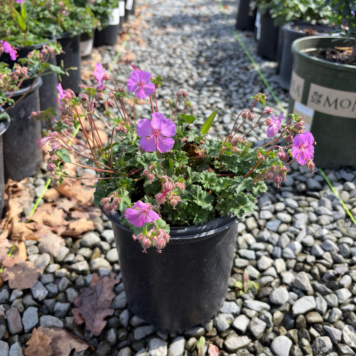 Karmina Cranesbill