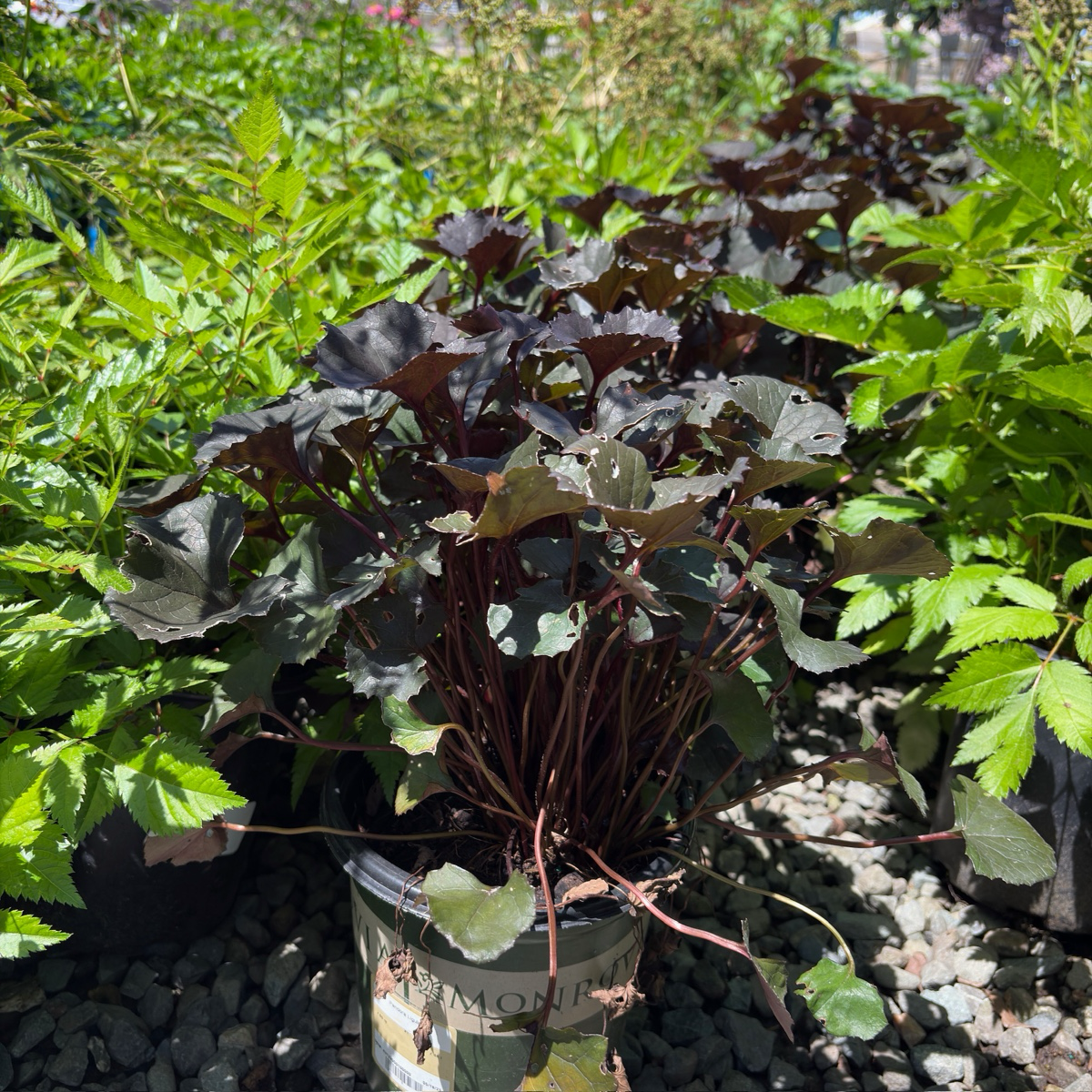 Pandora Ligularia