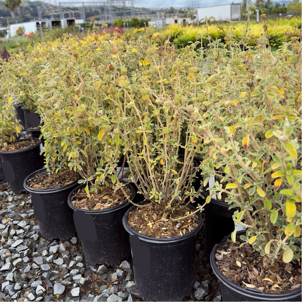 Compact Jerusalem Sage
