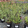 Hot Lips Sage