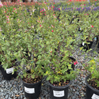 Hot Lips Sage
