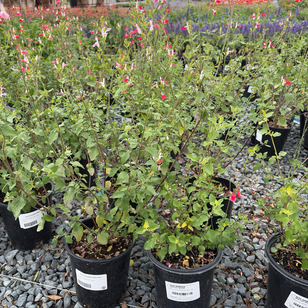 Hot Lips Sage