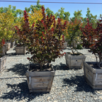 Dynamite Crape Myrtle
