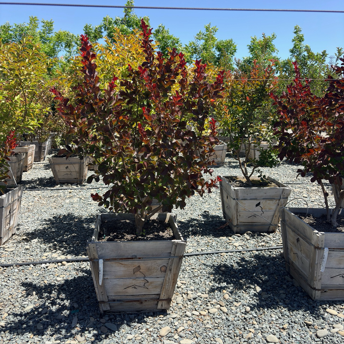 Dynamite Crape Myrtle