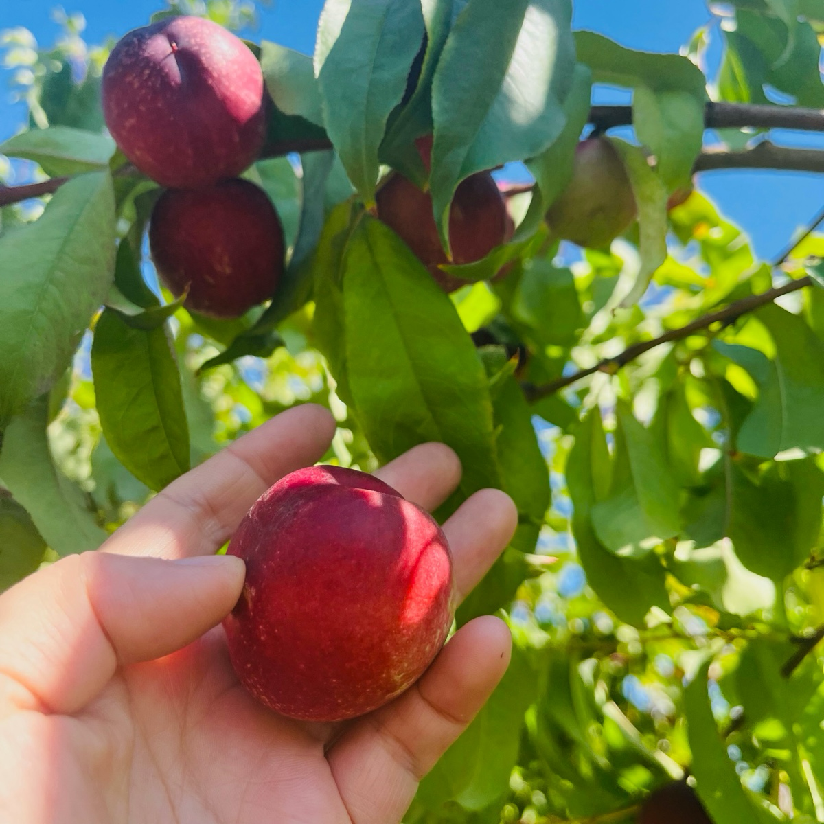 Goldmine Nectarine