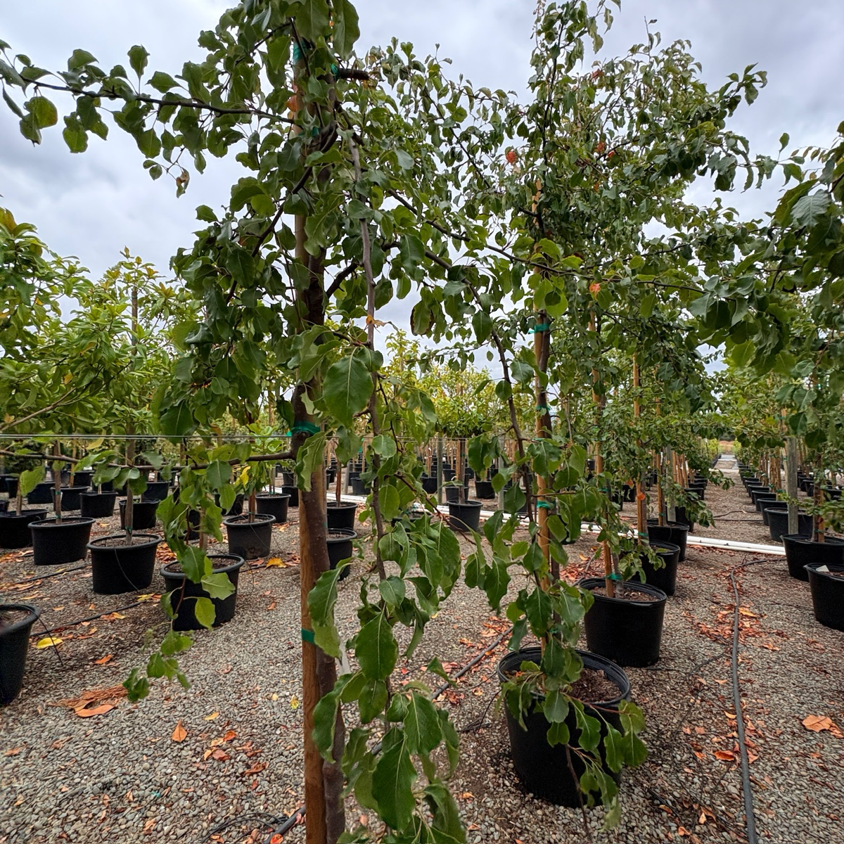 Evergreen Pear Tree
