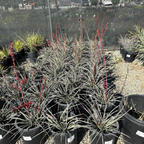 Brakelights Red Yucca