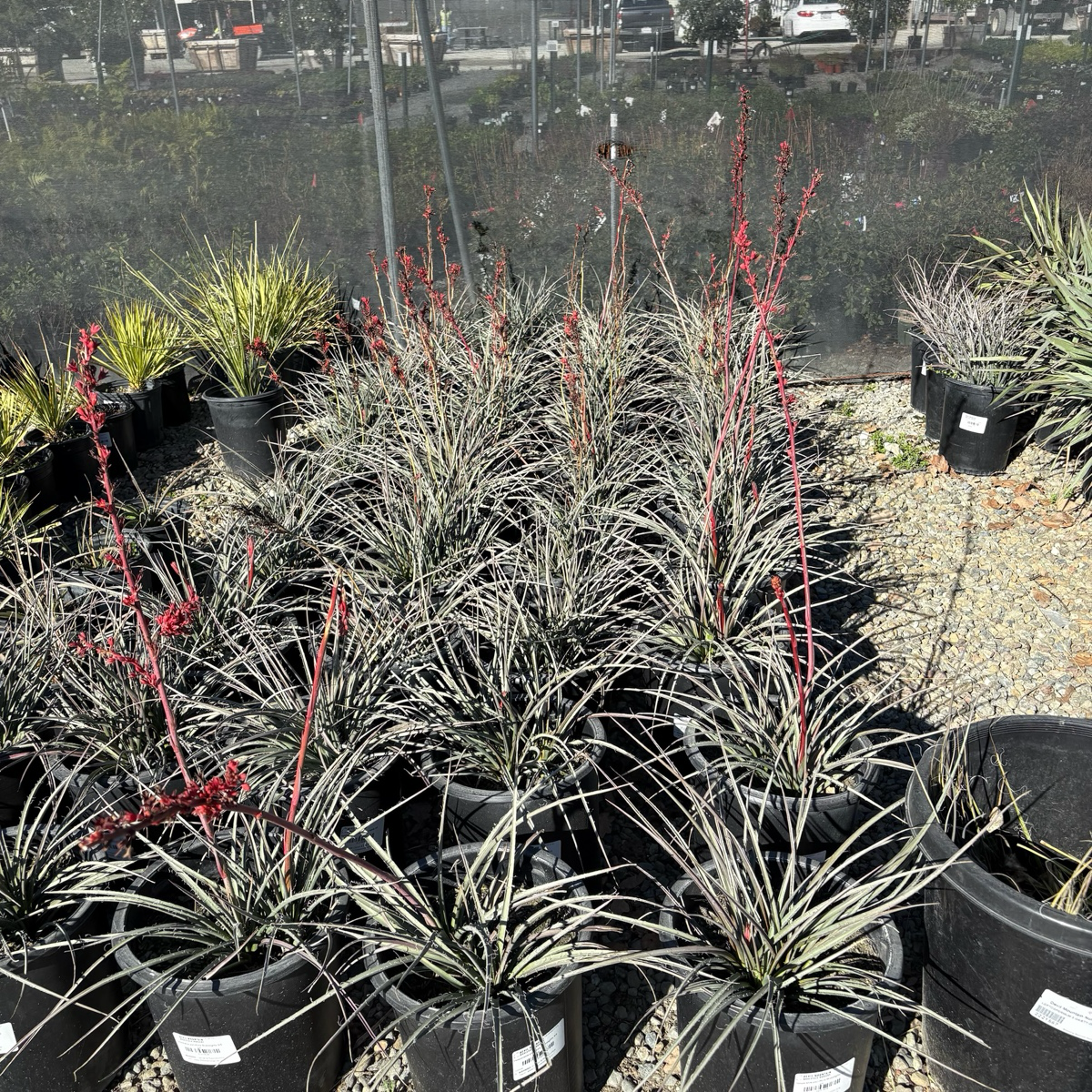Brakelights Red Yucca
